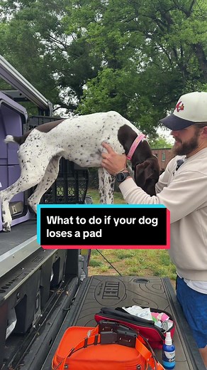 Dog Lost Toe Pad? Vet Visit Guide