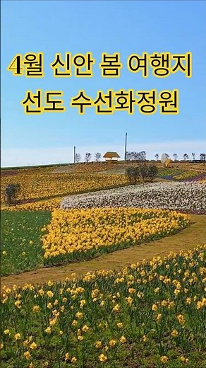 4월 신안 봄 여행지, 선도 수선화명소