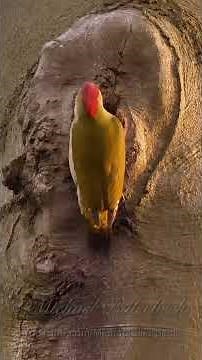 European Green Woodpecker (Picus viridis) #birds #woodpecker