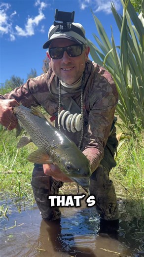 Effective Techniques for Brown Trout Fishing in New Zealand