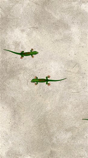 CAT GAMES / GAMES FOR CATS - 3D CAT TV- Lizards for cats to watch #cat #catgames #cockroach