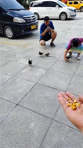 How to Train a Hand-Fed Baby Pigeon | Beginner Guide 🐦 #birds #birdtrend