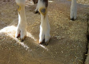 Cloven-hoofed