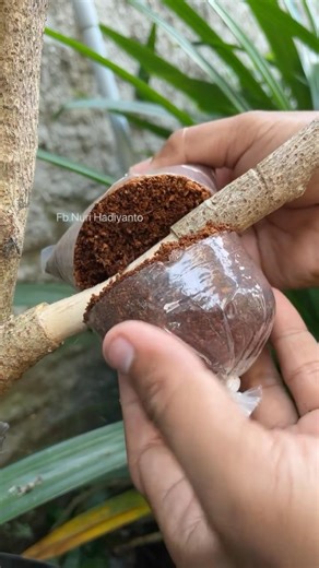 Simple air layering technique #diy #garden #tree #plants #fyp