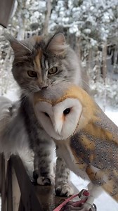 A curious cat and a wise owl are the best of friends The cat loves to explore the world with its playful spirit while the owl offers sage advice from up high. Together, they share quiet nights under the stars, proving that true friendship knows no bounds whether on the ground or in the sky #cat #owl #animals #cuteanimals #friendshipgoals | Simo Mrgroove