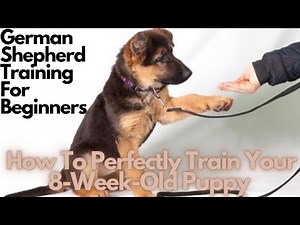 German Shepherd Puppy Training: 6 Things To Focus On For Beginners