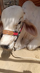 eid ul adha mubarak | Karachi food packing shop | packing foods | Tin cans | you cook we pack #karachi #pakistan #lahore #islamabad #fashion #multan #instagram #pakistani #love #peshawar #rawalpindi #pakistanifashion #instagood #urdupoetry #onlineshopping #faisalabad #photography #trending #pakistaniwedding #quetta #urdu #sialkot #pakistanicelebrities #instadaily #explore #follow #sindh #india #karachidiaries #dubai | Hasba Food Canning