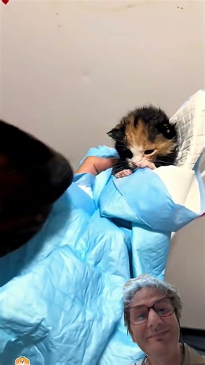 🐶😺 Chatons et gros chiens, qui se ressemblent s'assemblent ! Toute couleur #animal #chien #chaton