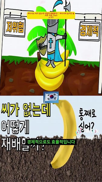 바나나는 씨가 없는데 어떻게 재배할까?｜바나나에 숨겨진 놀라운 사실 Top3 p3 #과학 #과학실험 #과학자 #과학상식 #과학영상 #과학기술 #과학수업 #과학놀이 #과학탐구 #과학이야기