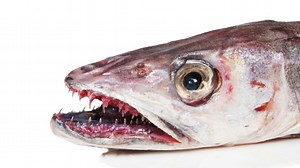 【宝可梦朱紫】最大体型异色轻身鳕出货。中年肥宅勇斗大锅湖恶霸，简直可歌可颂