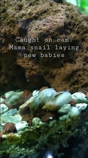 Caught on cam: snail giving birth to live snail babies not eggs