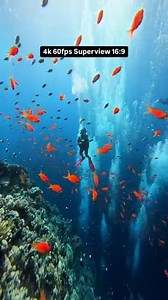 1.3K views | @jaumemallart captured epic underwater footage wirh his GoPro. 錄 Check out these breathtaking clips and get inspired for your next dive adventure! ✨ #ScubaDotCom #DiveIntoAdventure #OceanExplorers #ScubaLife #OceanMyWay | Scuba.com | Facebook
