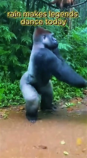 Dancing Gorilla With Umbrella 🦍☔ | Rainforest Comedy Chaos