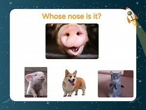 Animal noses