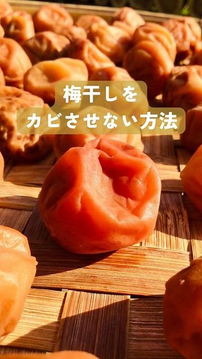 発酵農園 ジャー村 on Instagram: "梅干しをカビさせず、美味しく漬ける方法 塩辛い梅干しは、陽性が強く、体に良いと思いますが、塩辛いとなかなか食べられない。 美味しく食べるためには、塩を少なくする。 減塩でも梅酢を早めにあげて、梅雨入り前に干せばカビない。 梅干し、発酵農園のネットショップにて販売中。 発酵農園をGoogle検索 又は、インスタのプロフィールのリンク 《 発酵農園ネットショップ 》 https://hakkounouen.buyshop.jp 農薬・肥料を使わない50年自然栽培の梅を、モンゴルの天日湖塩で漬け込み、天日干しでつくりました。 無添加で塩だけで漬け込む伝統的な製法。赤紫蘇を使わない白干しですが、山奥の太陽の力で赤く染まっています。ひとつひとつ満遍なく裏表を返し、丁寧に干しています。 塩分は控えめですが、しっかり酸っぱい、自然のエネルギーが一粒一粒にぎゅっと詰まった梅干しです。 皮が破れにくい品種に転換する農家が多いのですが、発酵農園では昔からの薄い繊細な皮の品種を使っています。薄い皮とトロッと柔らかい果肉が食べやすいのです。 古いものほど薬効が