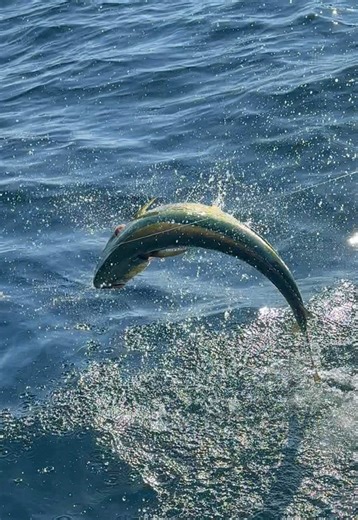 Catch Mahi Mahi Every Cast with Live Bunker