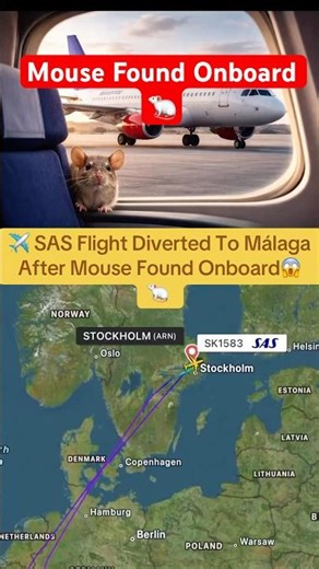 Plane Diverted to Airport After Mouse Found Onboard😱🐁 #usa #aviation #fyp #news #shorts #viral