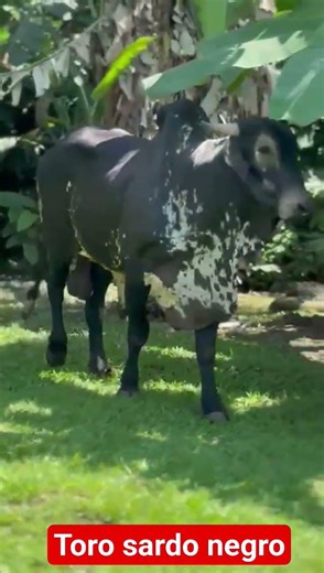 Toro sardo negro un muñeco #video #viralvideo #animals #viral