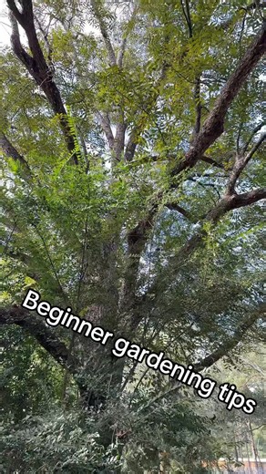 🌍 Feeling inspired to start your garden journey? 🥕 For beginners, remember: good soil = happy plants! Invest a little time, and watch your space transform! You’ve got this! 💪 #GardenLife #GreenThumb #GardeningForBeginners #SustainableLiving #countryliving #gardening #farmlife #selfsufficient #raisedbedgarden #gardeninspo #FallGarden #diy | Jesus King McCoy