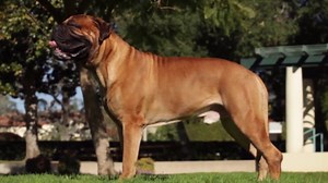 Heroic Dogs: 10 Breeds That Can Rescue and Protect You