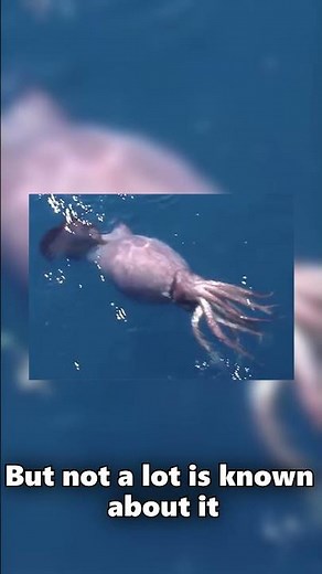 Colossal Squid: Deep Sea Giant