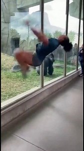772K views · 5.8K reactions | She Back flips and Gorilla Copies her! #funny #gorilla #fyp #chimpanzee #viral #trending #foryou #AIMonkey #usa #shorts #AI #tiktok #gorilla | chch | Facebook
