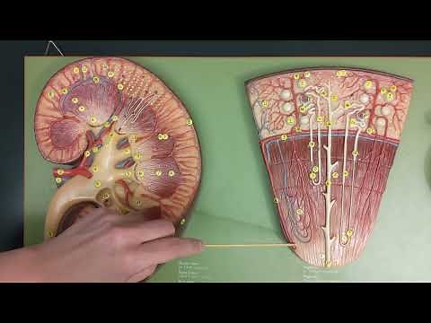 Kidney Anatomy | Review and Quiz