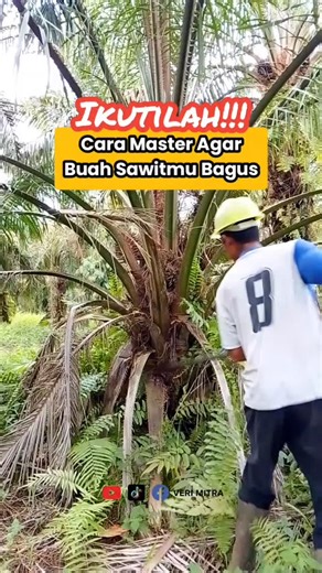 FOLLOW!!! The master's method to get good palm oil yields | VERI MITRA