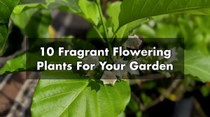 1K views · 35 reactions | Fragrant flowers help delight and lift moods, and familiar scents can evoke memories and emotions. Plants have natural scents that are widely used in aromatherapy to promote relaxation and well-being.  What are some flowers that spark memories for you? Let us know in the comments below!  #SGGardenFest #SGF2022 | Singapore Garden Festival | Facebook