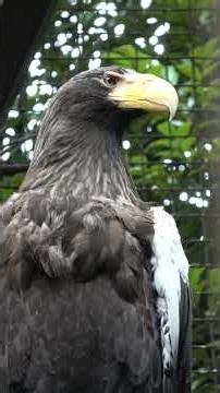 離れて枝に止まる2羽のオオワシ🦅 【上野動物園】