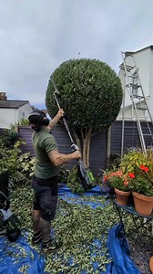 I do love a good olive tree to shape #topiary #garden #gardens #gardener #gardening #transformation #satisfyingvideos #oddlysatisfying | Gary Hall Garden Services