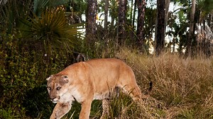 EPA expresses concerns over Florida's review of several projects with wetland, wildlife impacts