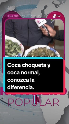 Coca Choqueta vs Normal: Descubre la Diferencia