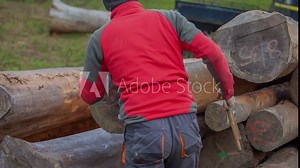 A young forester is checking the tree trunk and he is using s wooden measure tape in order to measure the width of the tree trunk. Stock Video