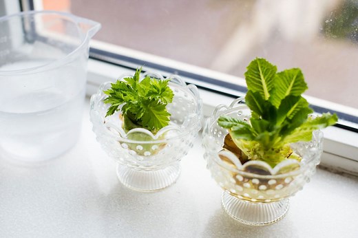 How to Regrow Lettuce From Scraps