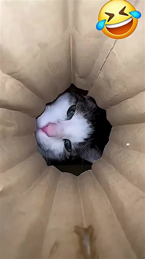 Hilarious Cat Moments: A Compilation of Funny Cats