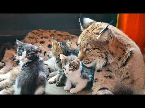 The Lynx Who Raised Kittens, Puppies, and Bear Cubs