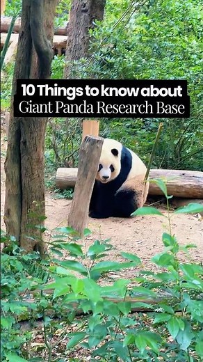 How to see giant pandas in China? | Guide to Panda Research Base, Chengdu