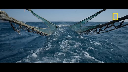 Fish flee for their lives in rare, chilling video of bottom trawling