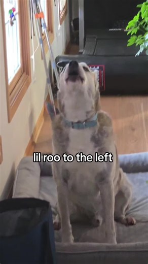 Husky Boxer Mix: Fun Moments with Cute Puppies