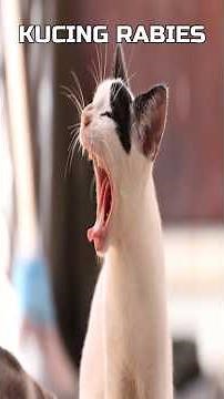 Sangat Mudah Dikenali, Inilah Ciri-Ciri Kucing Rabies #faktaplus @penyakitrabies
