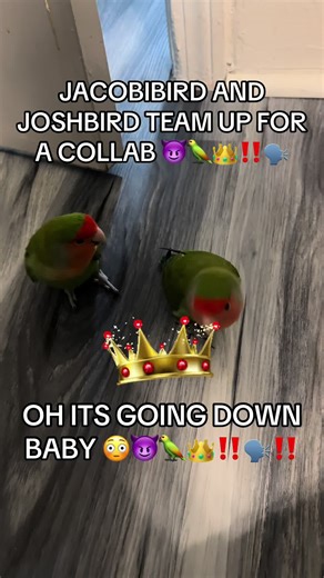 #fyp #trending #viral #loveandlighttv #bird | bird