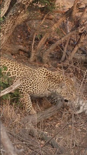 Leopard Vs Hyena #wildlife #fighting