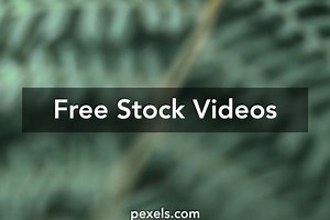 Fiddlehead Fern Videos, Download The BEST Free 4k Stock Video Footage & Fiddlehead Fern HD Video Clips