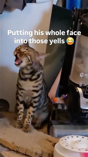 Interesting facts about Bengal cats