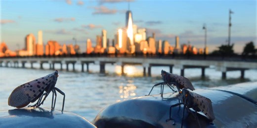 Experts say millions of spotted lanternflies could plague New York City this year