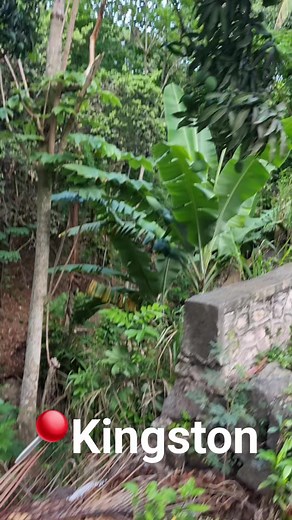 Can you believe this lush mountain oasis is right in the middle of Kingston? 🌴🌳🍀☘️🍍🇯🇲 Welcome to Mountain Spring ⛰️ #Jamaica #thingstodoinkingston | Jamaica Experiences