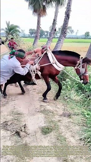 Pushing Through the Hill: How Farmers Team Up to Help a Horse Haul Heavy Crops