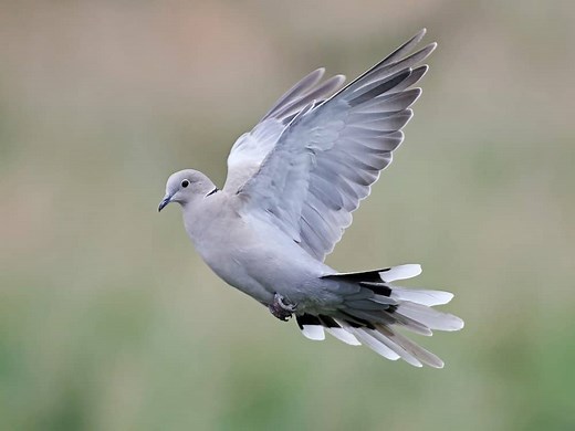 Eurasian Collared Dove