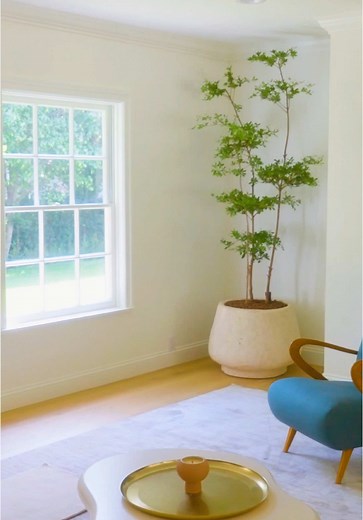 Understanding Black Olive Tree Care: Tips and Tricks